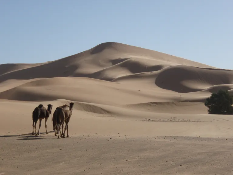  Arabian camel dromedary Camelus dromedarius valley vale sandbar sand bar alp-0