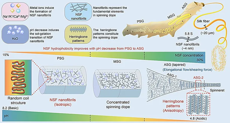  web site website internet site site nematode nematode worm roundworm screw analog clock-0