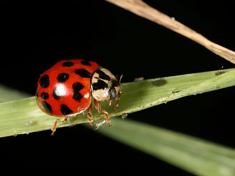  ladybug ladybeetle lady beetle ladybird ladybird beetle leaf beetle chrysomelid lacewing lacewing fly ground beetle carabid beetle-0