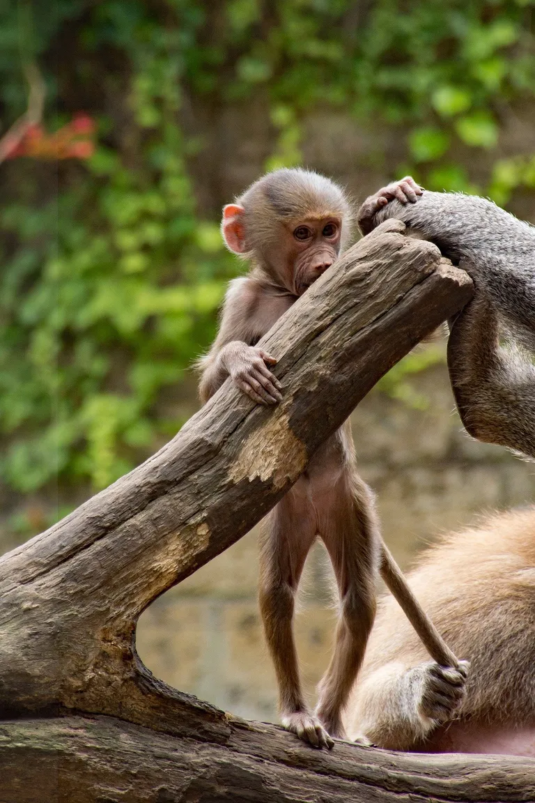  baboon macaque patas hussar monkey Erythrocebus patas titi titi monkey-0