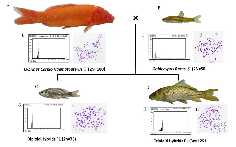  goldfish Carassius auratus tench Tinca tinca oscilloscope scope cathode-ray oscilloscope CRO web site website internet site site-0