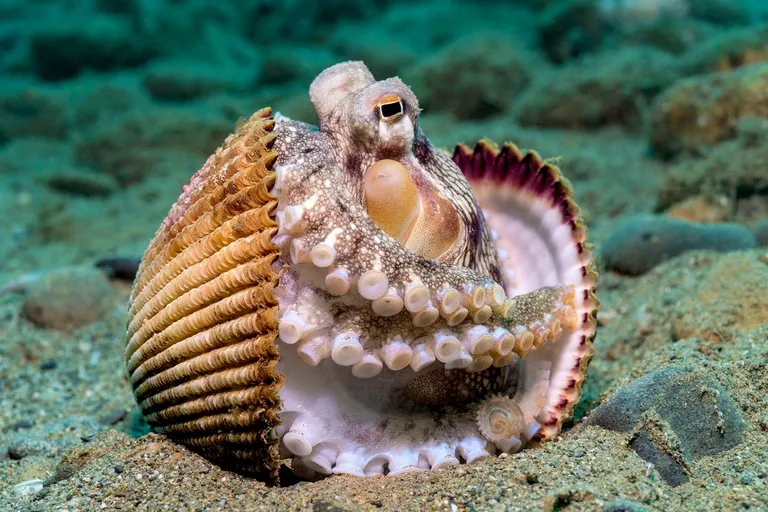  chambered nautilus pearly nautilus nautilus conch snail hermit crab-0