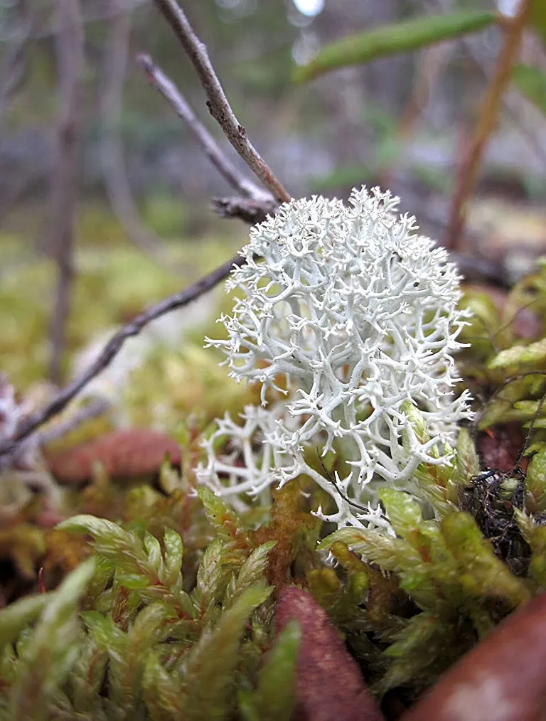  coral fungus hen-of-the-woods hen of the woods Polyporus frondosus Grifola frondosa stinkhorn carrion fungus earthstar-0