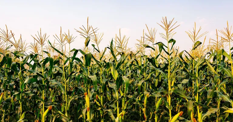  ear spike capitulum corn maze labyrinth hay-0