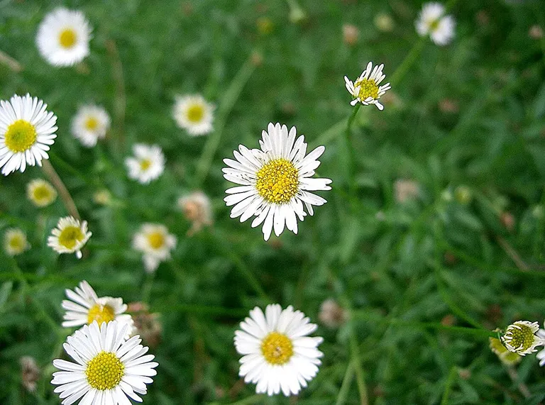  daisy bee cliff drop drop-off fly-0