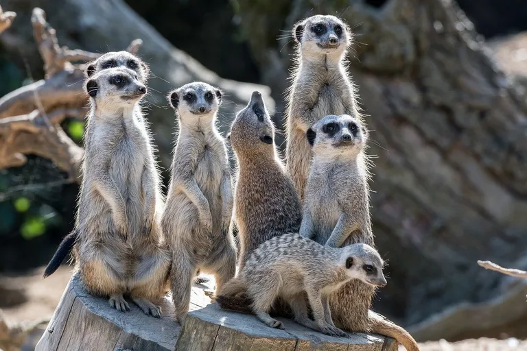  meerkat mierkat mongoose black-footed ferret ferret Mustela nigripes Madagascar cat ring-tailed lemur Lemur catta-0