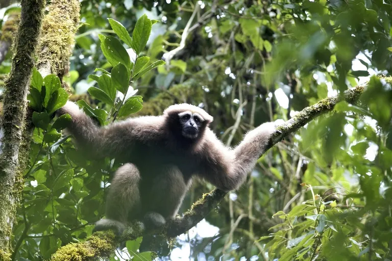  gibbon Hylobates lar titi titi monkey indri indris Indri indri Indri brevicaudatus langur-0