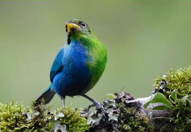  indigo bunting indigo finch indigo bird Passerina cyanea European gallinule Porphyrio porphyrio jacamar jay-0