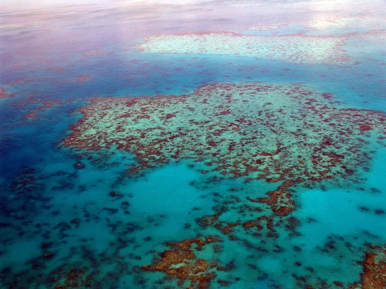 More than coral: The unseen casualties of record-breaking heat on the Great Barrier Reef-0