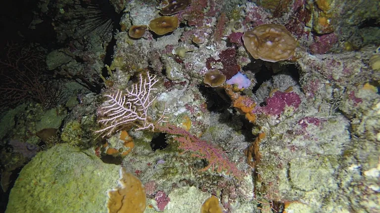  coral reef rock beauty Holocanthus tricolor brain coral coral fungus-0