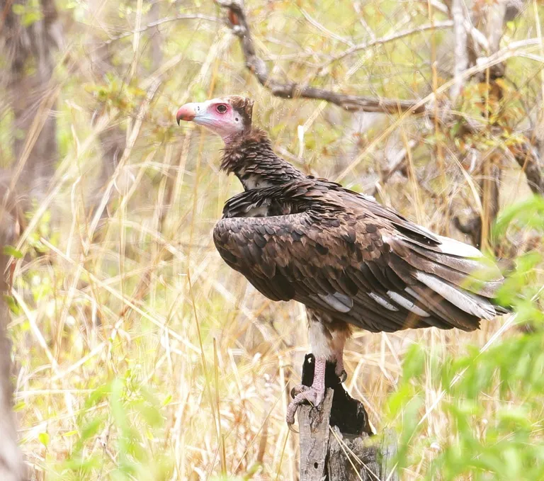  vulture kite hyena hyaena bustard-0