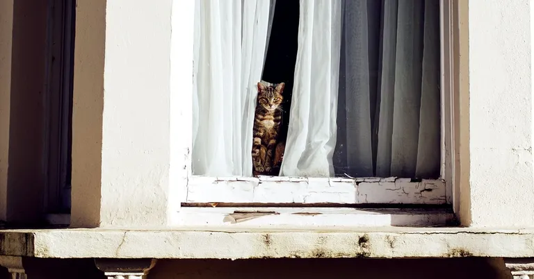  window shade window screen Egyptian cat tabby tabby cat-0