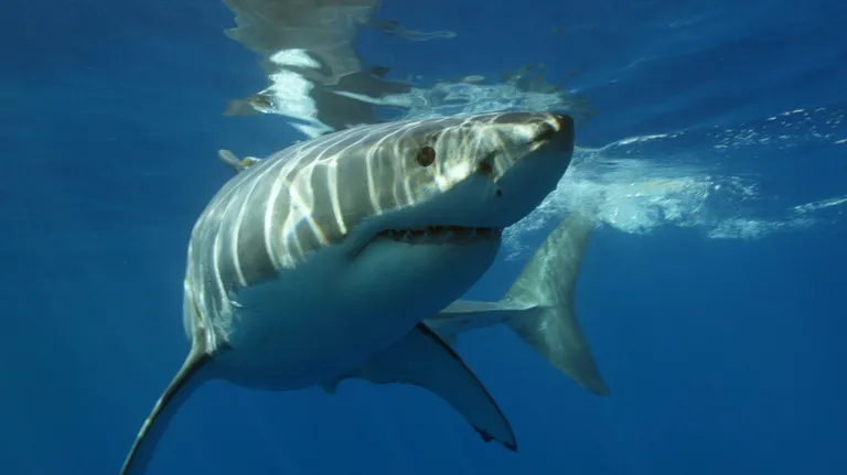  great white shark white shark man-eater man-eating shark Carcharodon carcharias tiger shark Galeocerdo cuvieri hammerhead hammerhead shark electric ray crampfish numbfish torpedo-0