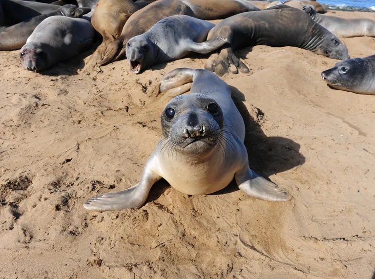  sea lion mink Mexican hairless dugong Dugong dugon-0