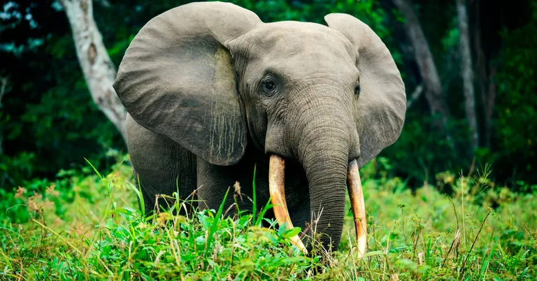  tusker African elephant Loxodonta africana Indian elephant Elephas maximus Rhodesian ridgeback-0