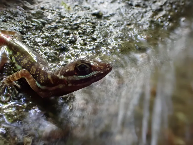  banded gecko common newt Triturus vulgaris agama whiptail whiptail lizard-0