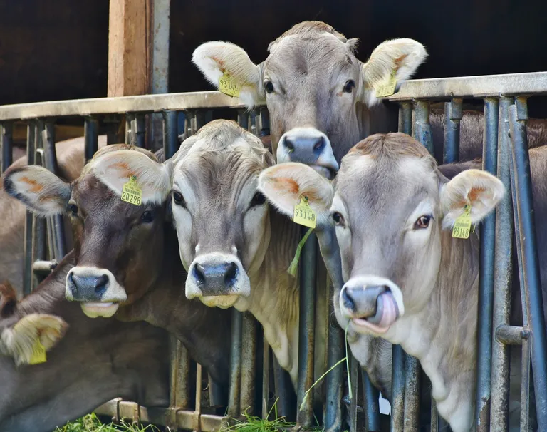  ox oxcart water buffalo water ox Asiatic buffalo Bubalus bubalis worm fence snake fence snake-rail fence Virginia fence-0