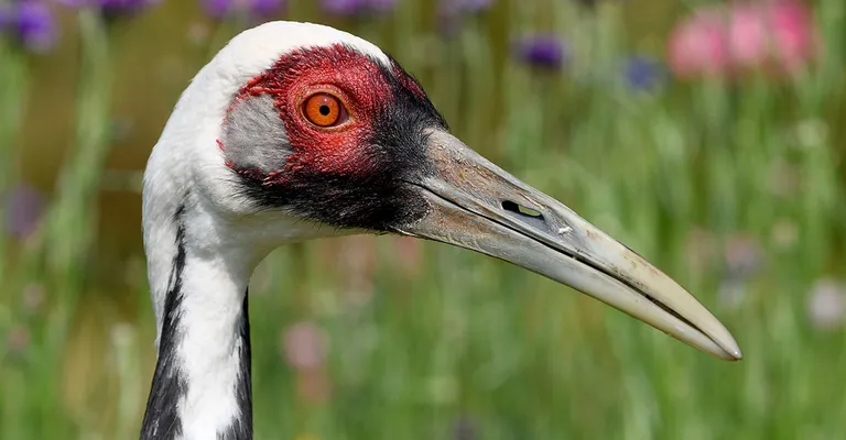  crane black stork Ciconia nigra bustard ostrich Struthio camelus-0