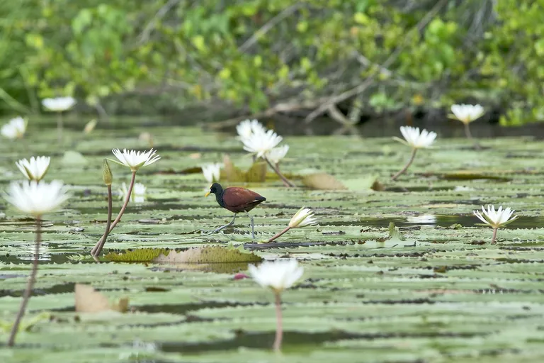  coucal limpkin Aramus pictus European gallinule Porphyrio porphyrio American coot marsh hen mud hen water hen Fulica americana-0