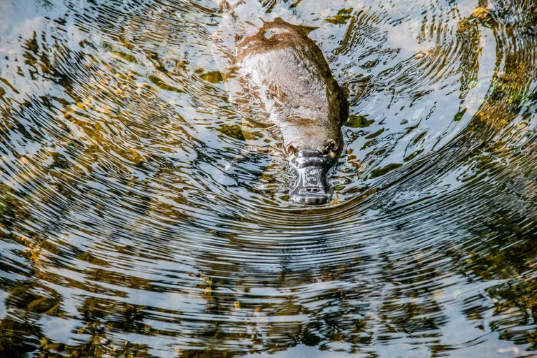  platypus duckbill duckbilled platypus duck-billed platypus Ornithorhynchus anatinus beaver echidna spiny anteater anteater otter-0