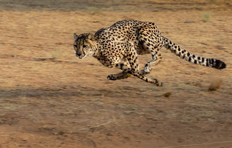  cheetah chetah Acinonyx jubatus leopard Panthera pardus jaguar panther Panthera onca Felis onca gazelle-0