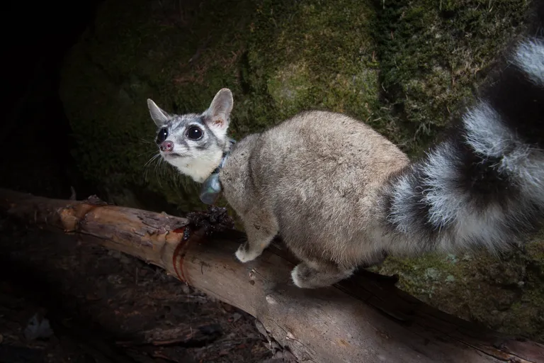  Madagascar cat ring-tailed lemur Lemur catta indri indris Indri indri Indri brevicaudatus mongoose weasel-0