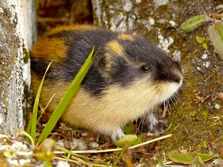  marmot beaver hamster mink-0