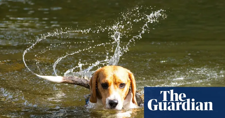  beagle English foxhound Walker hound Walker foxhound bluetick-0