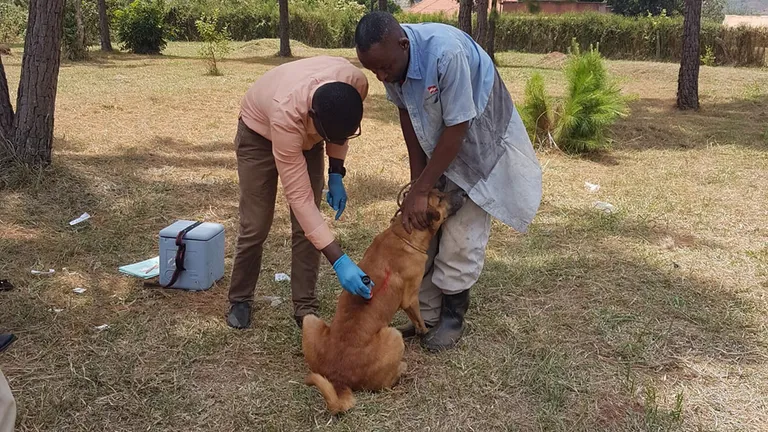  Chesapeake Bay retriever Irish terrier malinois vizsla Hungarian pointer-0