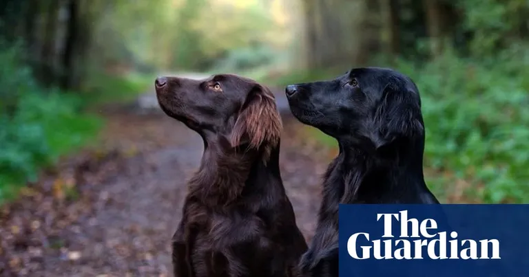  flat-coated retriever curly-coated retriever Sussex spaniel Labrador retriever-0