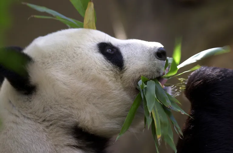  giant panda panda panda bear coon bear Ailuropoda melanoleuca lesser panda red panda panda bear cat cat bear Ailurus fulgens ice bear polar bear Ursus Maritimus Thalarctos maritimus soccer ball-0