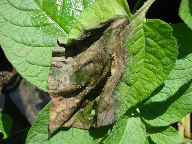  slug leaf beetle chrysomelid grasshopper hopper American chameleon anole Anolis carolinensis-0