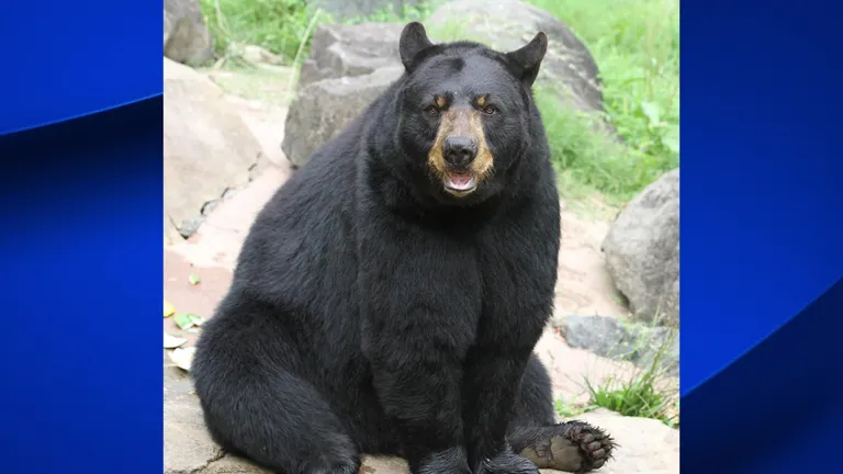  American black bear black bear Ursus americanus Euarctos americanus brown bear bruin Ursus arctos sloth bear Melursus ursinus Ursus ursinus ice bear polar bear Ursus Maritimus Thalarctos maritimus-0