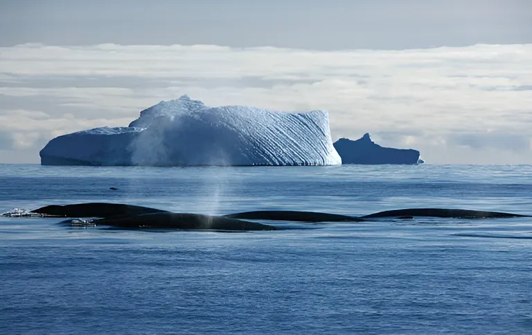  killer whale killer orca grampus sea wolf Orcinus orca grey whale gray whale devilfish Eschrichtius gibbosus Eschrichtius robustus ice bear polar bear Ursus Maritimus Thalarctos maritimus promontory headland head foreland-0