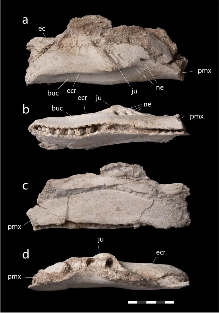  chiton coat-of-mail shell sea cradle polyplacophore isopod trilobite conch-0