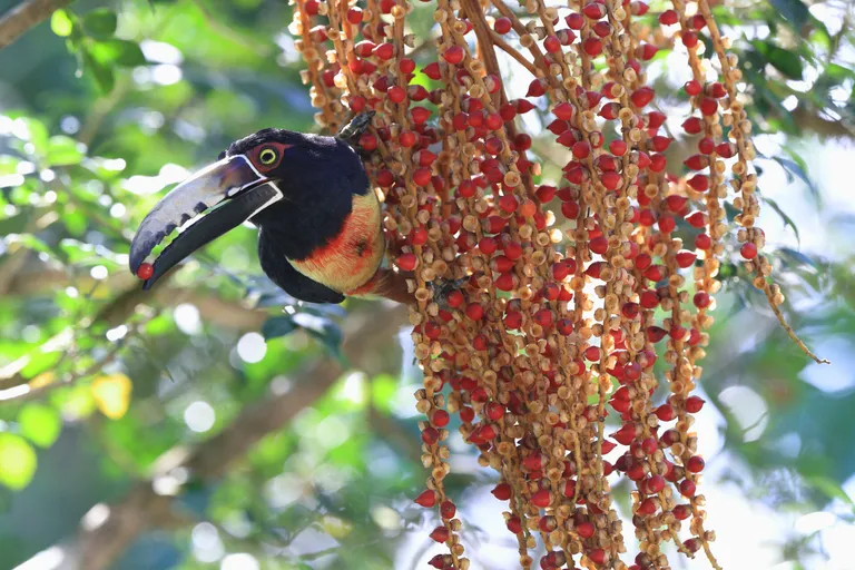  toucan jacamar macaw hornbill-0