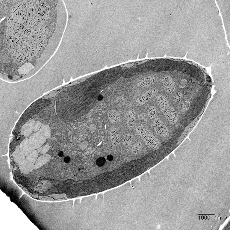  cockroach roach nematode nematode worm roundworm trilobite chiton coat-of-mail shell sea cradle polyplacophore-0