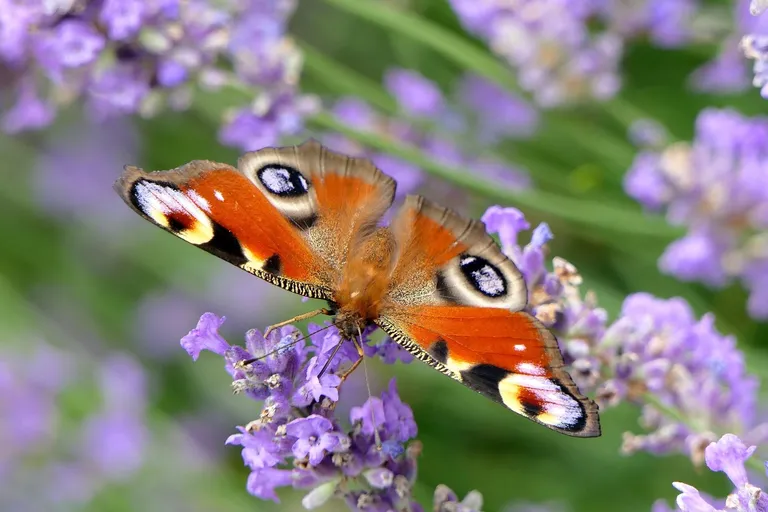  ringlet ringlet butterfly admiral lycaenid lycaenid butterfly cabbage butterfly-0