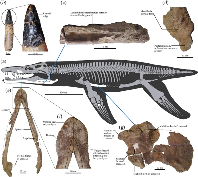  sturgeon gar garfish garpike billfish Lepisosteus osseus grey whale gray whale devilfish Eschrichtius gibbosus Eschrichtius robustus leatherback turtle leatherback leathery turtle Dermochelys coriacea-0