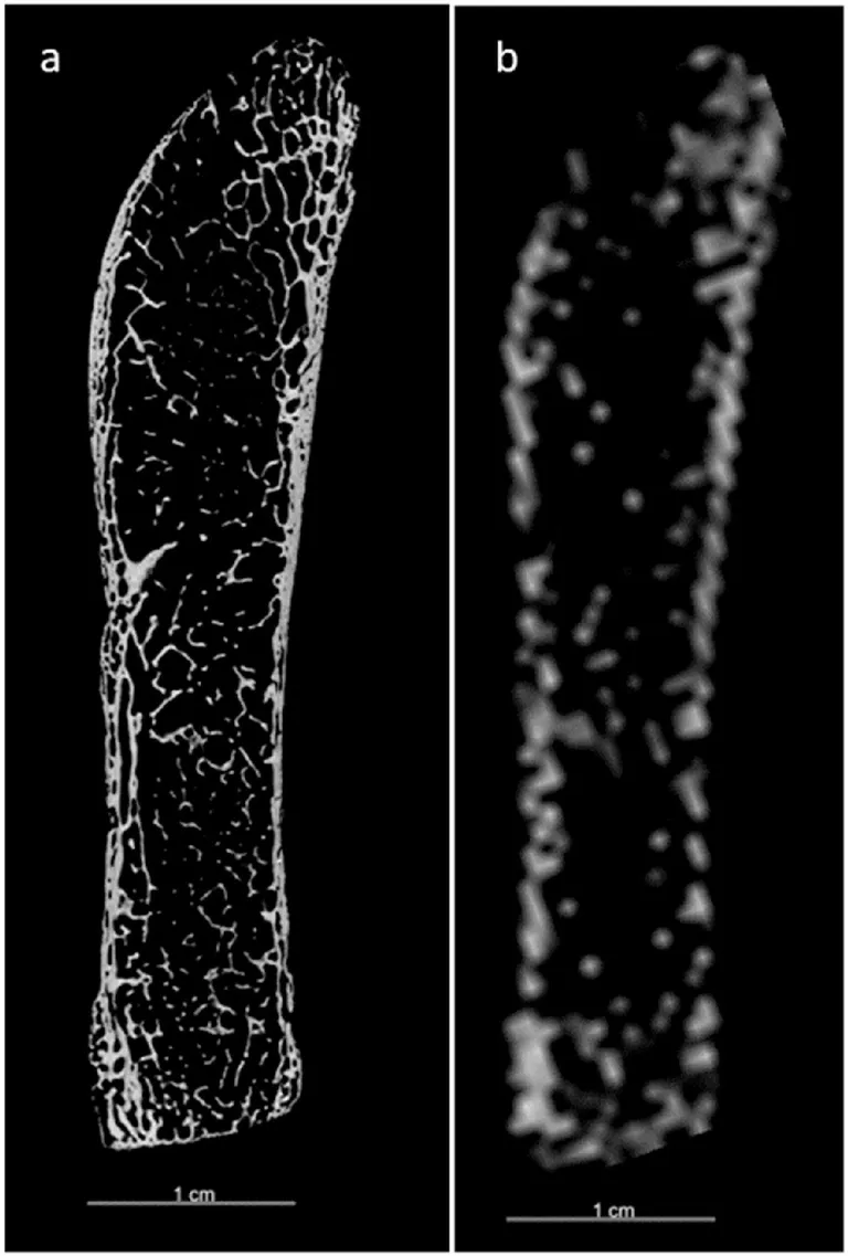  nematode nematode worm roundworm Indian cobra Naja naja sea cucumber holothurian hatchet-0