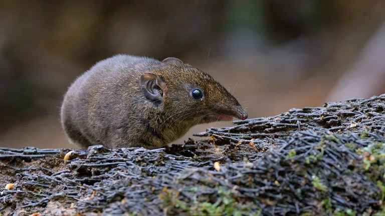  mongoose wombat mink weasel-0