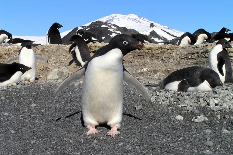  king penguin Aptenodytes patagonica ice bear polar bear Ursus Maritimus Thalarctos maritimus volcano banded gecko-0