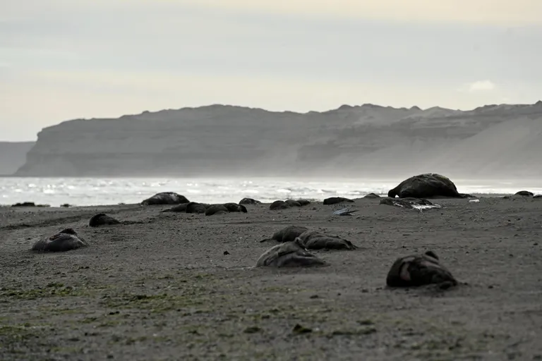  promontory headland head foreland seashore coast seacoast sea-coast sandbar sand bar sea lion-0