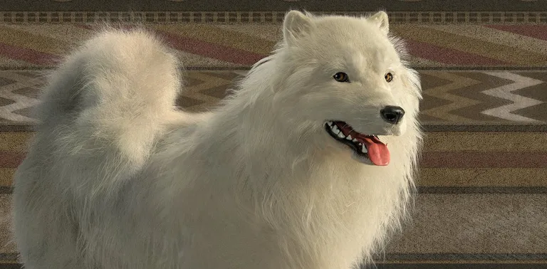  Samoyed Samoyede white wolf Arctic wolf Canis lupus tundrarum keeshond Eskimo dog husky-0