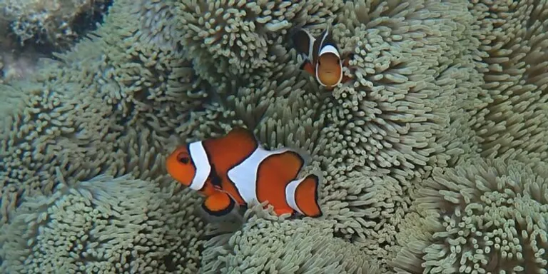  anemone fish sea anemone anemone coral reef rock beauty Holocanthus tricolor-0