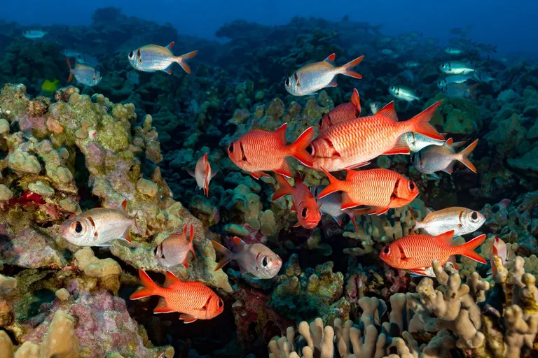  coral reef rock beauty Holocanthus tricolor goldfish Carassius auratus scuba diver-0