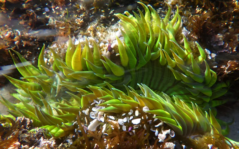  sea anemone anemone coral reef chiton coat-of-mail shell sea cradle polyplacophore sea urchin-0