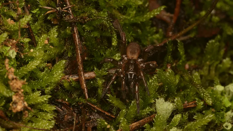  wolf spider hunting spider barn spider Araneus cavaticus harvestman daddy longlegs Phalangium opilio earthstar-0