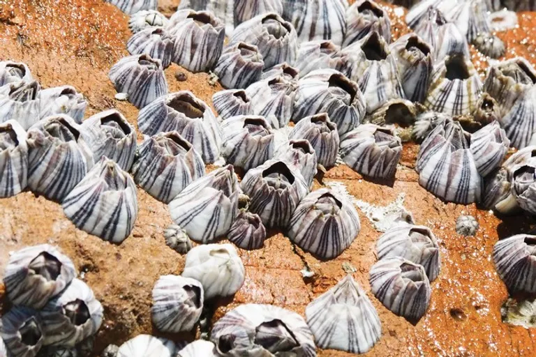  chiton coat-of-mail shell sea cradle polyplacophore sea urchin conch starfish sea star-0