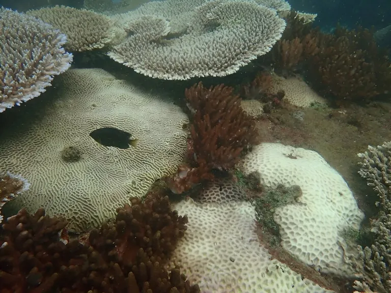  coral reef sea anemone anemone brain coral coral fungus-0